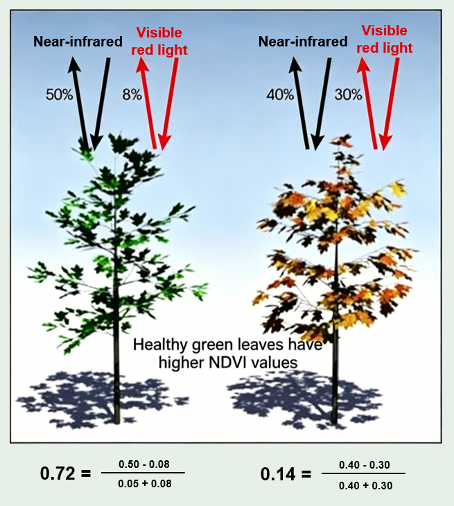 NDVI formula example comparing healthy green leaves with stressed leaves