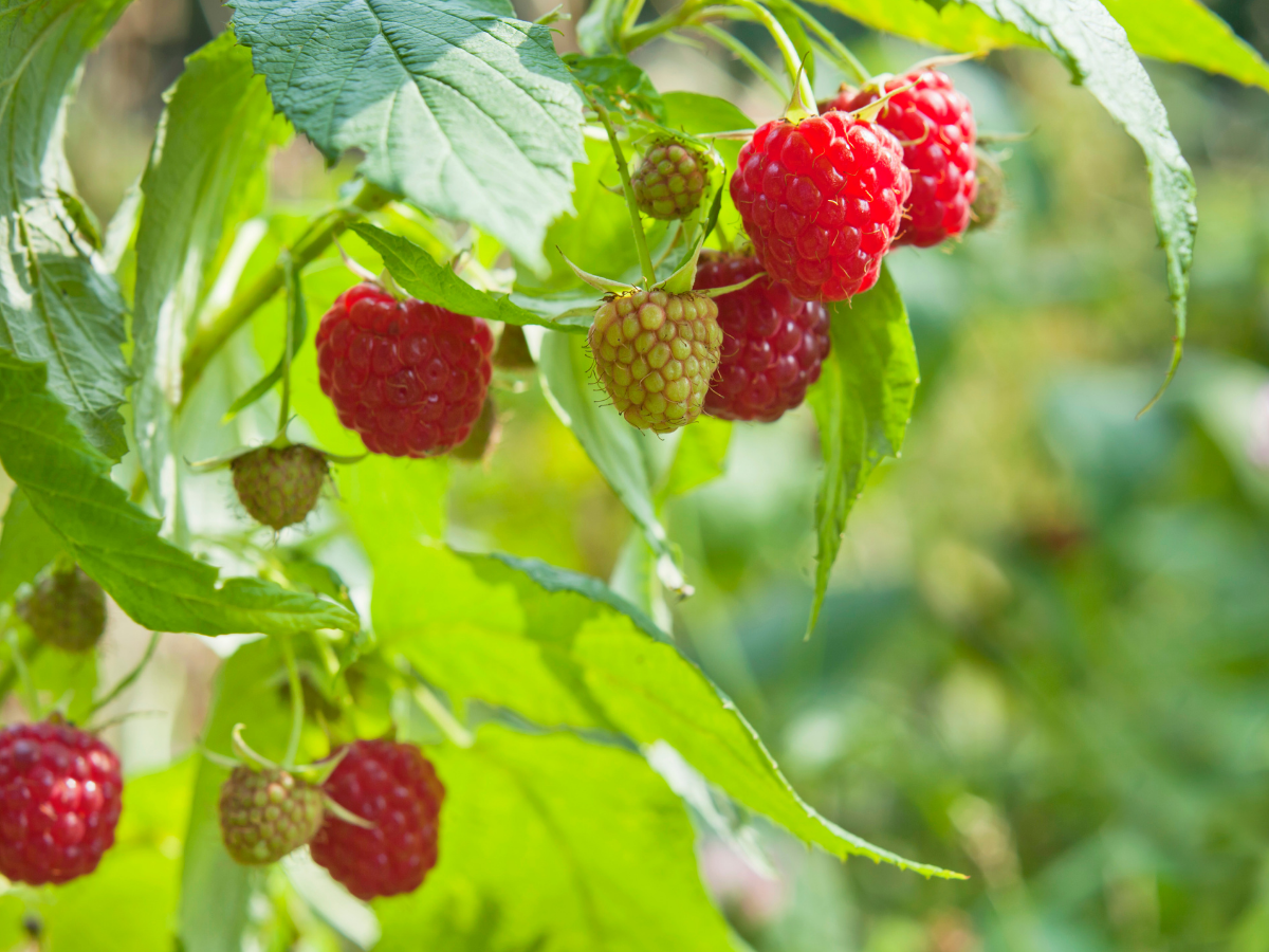 High-value crop field data collection scenario with V4e Pro