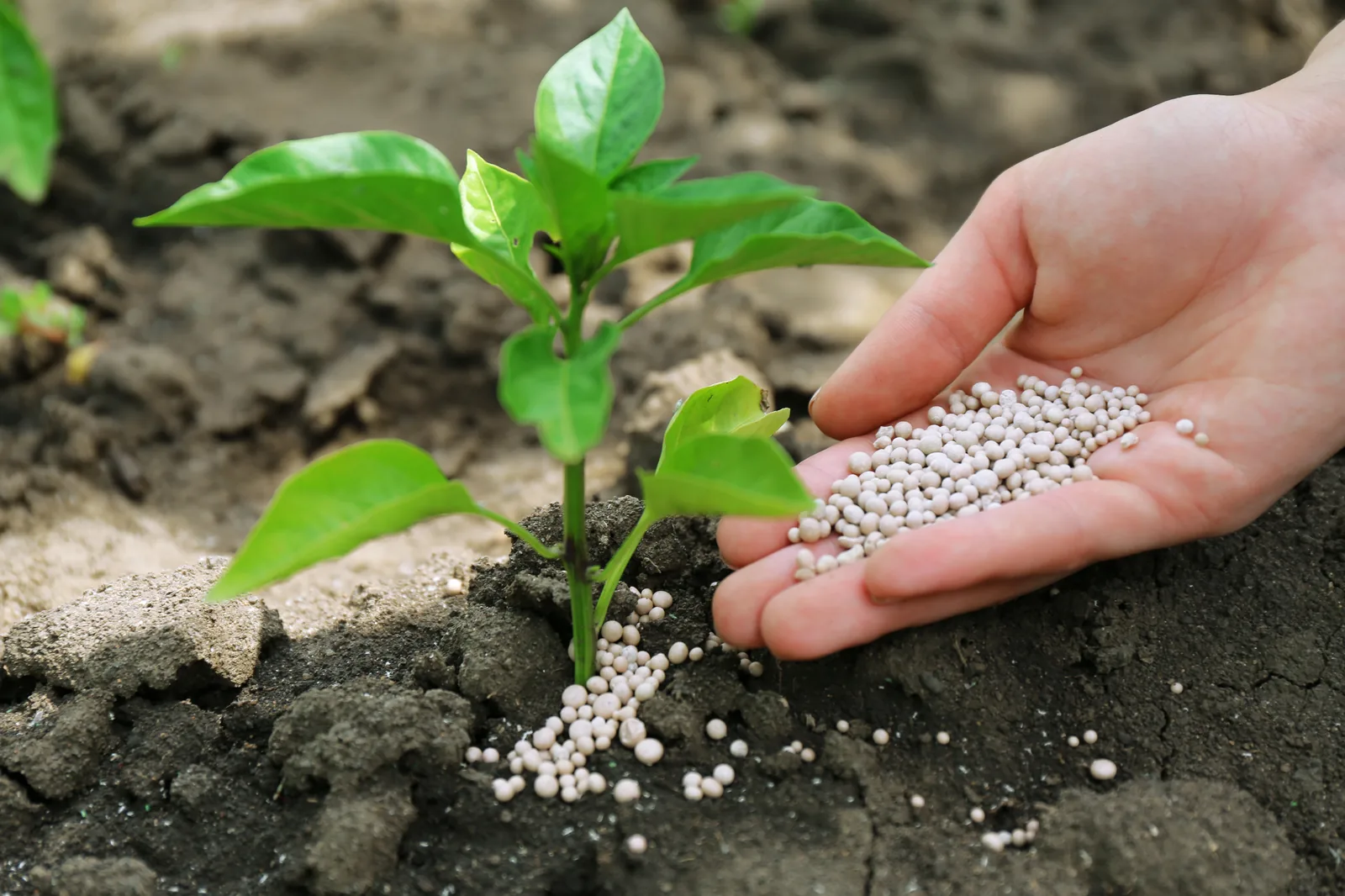 Don't Let the Soil "Lock Up" Your Wallet: The Secret to Doubling Phosphate Fertilizer Efficiency in Poland