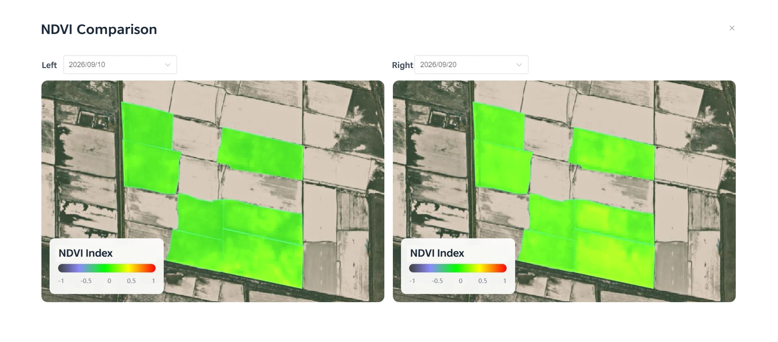 Cotton NDVI comparison during the boll-filling period