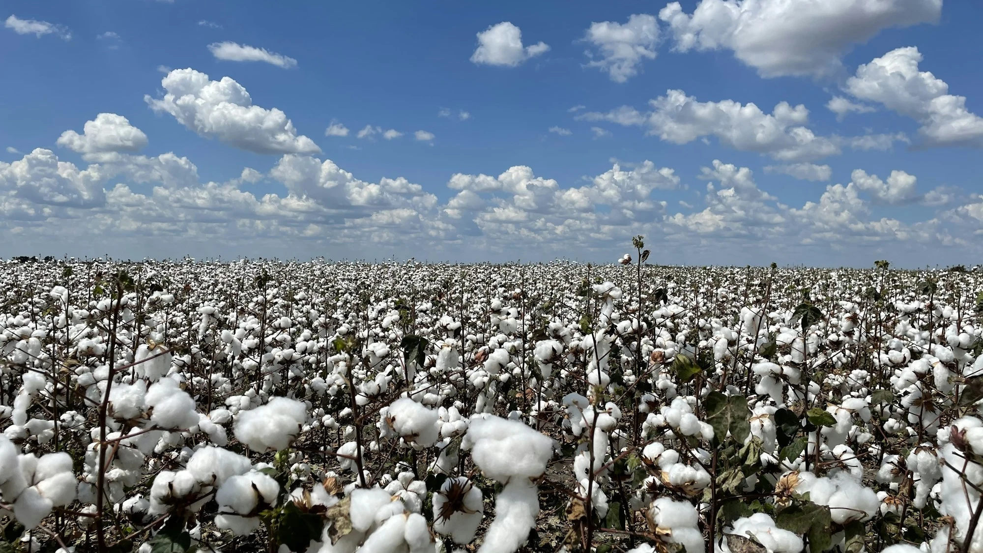White cotton bolls in a cotton field beneath a blue sky