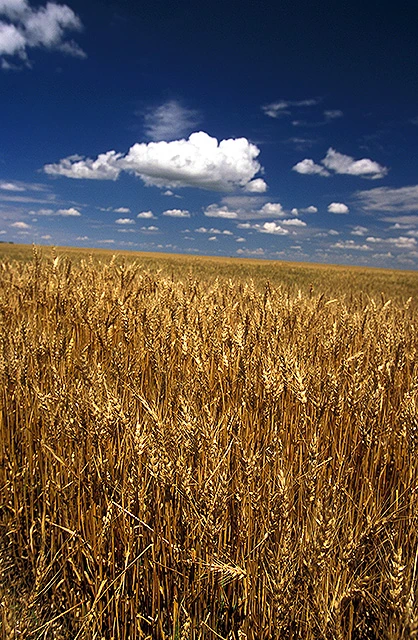 Golden wheat field beneath a blue sky near Clay Center, Nebraska, photographed by Stephen Ausmus, USDA ARS